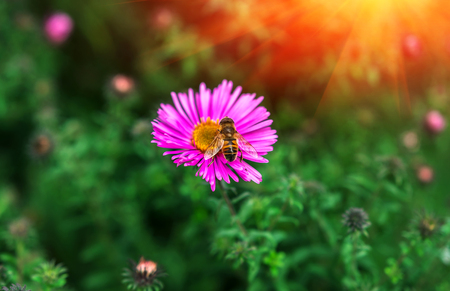 insect bee pollinates a beautiful pink flower in the summer.