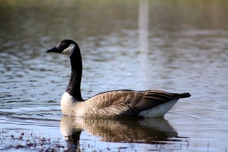 canada goose outlet quebec canada goose outlet quebec