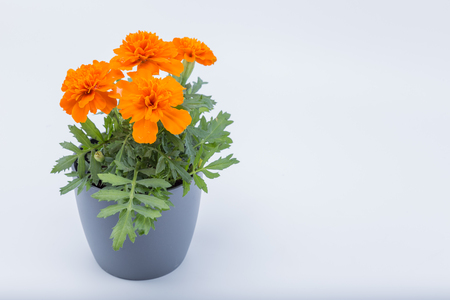 てんとう虫とマリーゴールド昼夜間温度差 暗い背景に マリーゴールドの花びらを斜め の写真素材 画像素材 Image