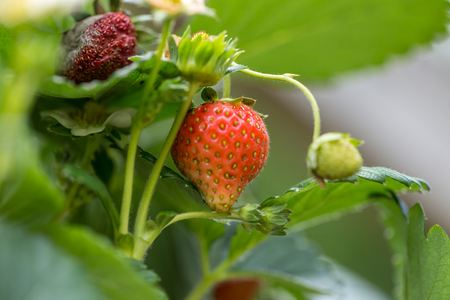 イチゴの木 イチゴノキ アメリカ カリフォルニア州にある公園で木からぶら下がっての黄色 オレンジと赤の果実 の写真素材 画像素材 Image