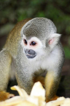 バナナとアマゾンのかわいい猿の住民 の写真素材 画像素材 Image バナナとアマゾンのかわいい猿の住民 の写真素材 画像素材 Image