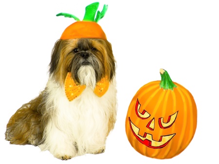 La Mesa Rubí pide (Especial Halloween) 15719693-un-shih-tzu-luciendo-una-corbata-de-mo%C3%B1o-naranja-y-un-sombrero-de-calabaza-top-se-sienta-tranquilamente