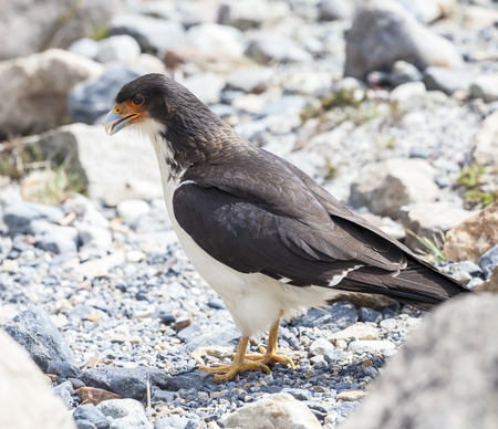 ハヤブサ科の家族の中の猛禽類の種である肉食鳥 山カラカラ Phalcoboenus Megalopterus の写真素材 画像素材 Image