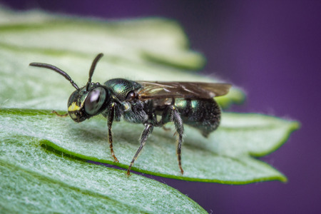 sweat bee stock photos royalty free sweat bee images sweat flies