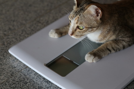 スケール上に立っている猫。猫の体重コントロール。健康的な体重 の 