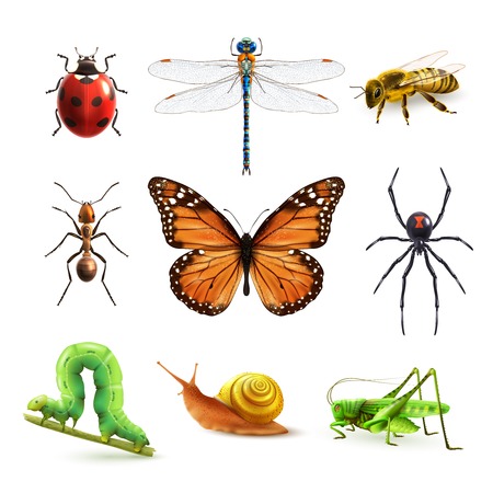 Insects realistic colored decorative icons set with ladybug snail wasp isolated vector illustration - 35957388