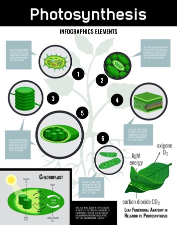 Photosynthesis light energy in cells food conversion process schema infographic elements with description educational poster vector illustration