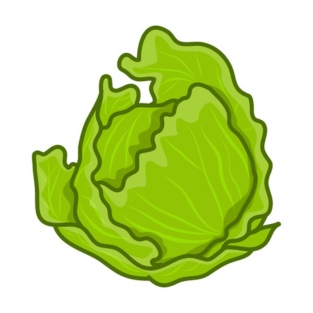緑のキャベツやレタスの頭部 のイラスト素材 ベクタ Image 緑のキャベツやレタスの頭部 のイラスト素材 ベクタ Image