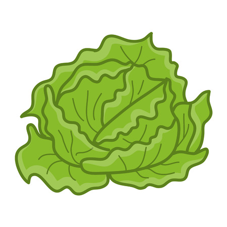 緑のキャベツやレタスの頭部 のイラスト素材 ベクタ Image 緑のキャベツやレタスの頭部 のイラスト素材 ベクタ Image