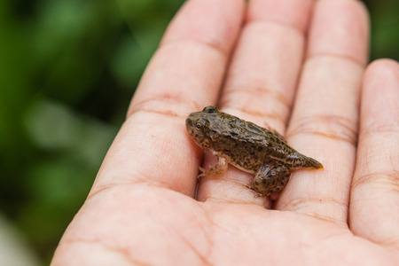 オタマジャクシや手で赤ちゃんカエル の写真素材 画像素材 Image