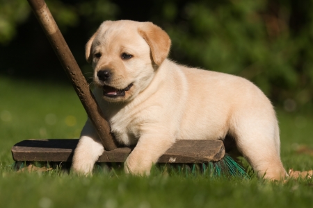 Niedliche Labrador Welpe Fuhrt Auf Dem Gras Lizenzfreie Fotos Bilder Und Stock Fotografie Image 23574613