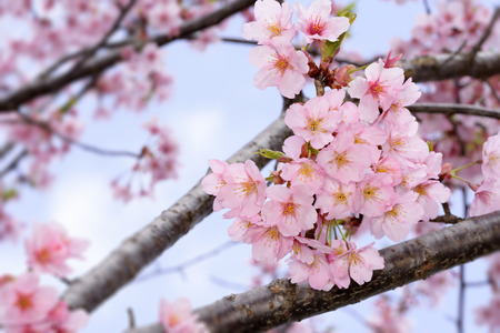 Cherry Blossoms Фото со стока