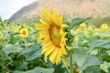 Sun flower: Sun Flower