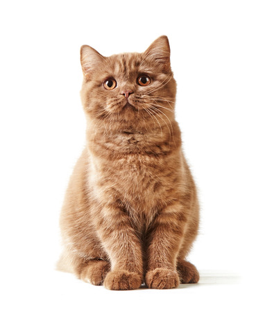 British short hair kitten isolated on a white background