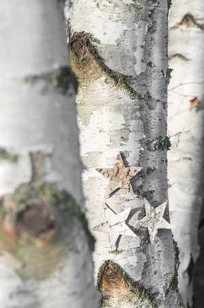 Three Birch Trees In Close Up Decorated With Wooden Stars Advent Three Birch Trees In Close Up Decorated With Wooden Stars Advent