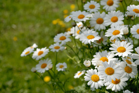 Camomiles