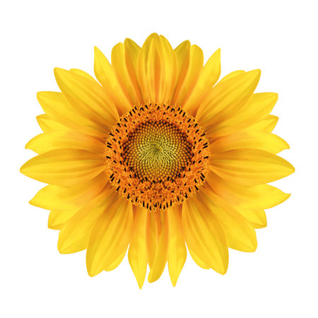 Sunflower close-up over white Фото со стока