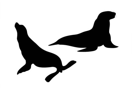 Vector silhouette of couples of sea lions on white background. Symbol of animal.