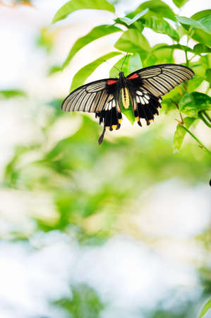 Tropical butterfly resting on plant leaf focus on butterfly very shallow depth of field Stock Photo