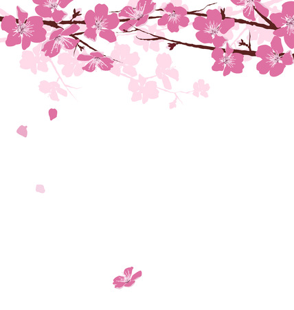 Branches with pink flowers isolated on white background - 38424781