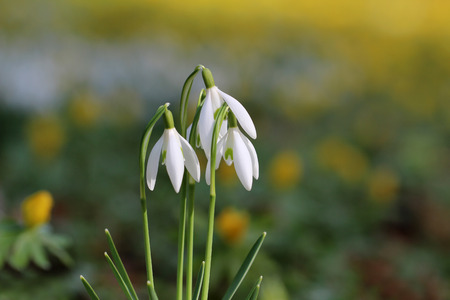 スノー ドロップの白い春の花は 緑の背景をぼかし の写真素材 画像素材 Image スノー ドロップの白い春の花は 緑の背景をぼかし の写真素材 画像素材 Image