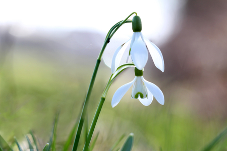 スノー ドロップの白い春の花は 緑の背景をぼかし の写真素材 画像素材 Image スノー ドロップの白い春の花は 緑の背景をぼかし の写真素材 画像素材 Image