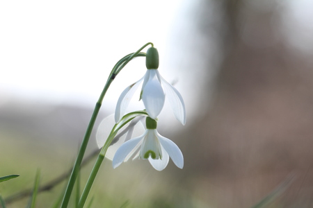 スノー ドロップの白い春の花は 緑の背景をぼかし の写真素材 画像素材 Image スノー ドロップの白い春の花は 緑の背景をぼかし の写真素材 画像素材 Image