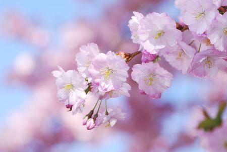 Closeup of pink cherry blossoms