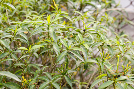 Gerdenia Crape Jasmine Tree In Garden Stock Photo Picture And Royalty Free Image Image 36292918