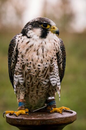 Amazon | The Encyclopedia of Falconry | Walker, Adrian | Hunting