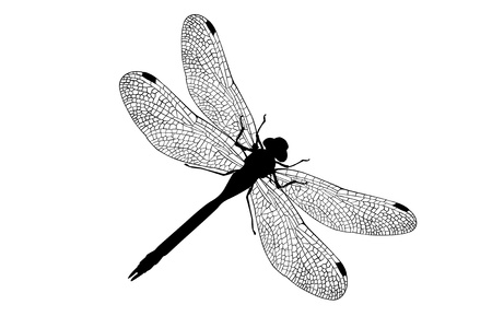 dragonfly silhouette stock photos royalty free dragonfly silhouette