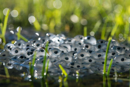 Oeufs de grenouille à la surface de l'eau