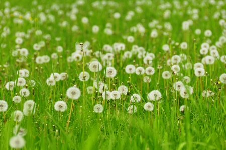 春の草原 16937308-spring-meadow.jpg