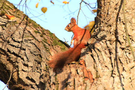 Portrait of eurasian red squirrel climbing on tree in the park