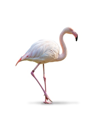 Zwei Rosa Flamingos Machen Herz Mit Halsen Lizenzfreie Fotos Bilder Und Stock Fotografie Image 15085604