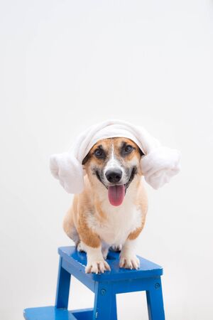 Pembroke corgi relaxing after bath in the summer time