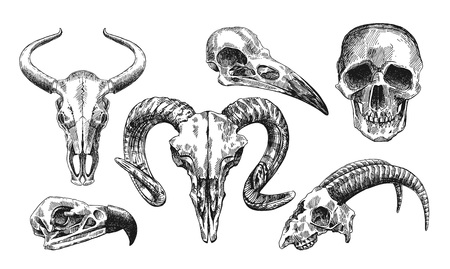 skull drawing stock photos royalty free skull drawing images