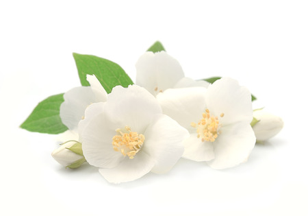 Jasmin flowers closeup on white background