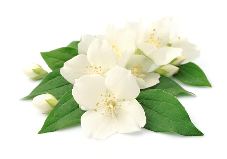jasmin flowers
