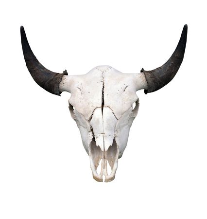 Amazon.co.jp: QQXX 人工牛 頭蓋骨 長い角 牛 頭蓋骨 壁掛け