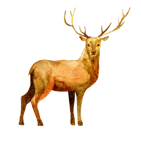흰색 배경에 고립 된 뿔에 빛의 갈 랜드와 수채화 사슴 크리스마스 야생 동물 그림 디자인 인쇄 또는 배경 그림 로열티 무료 사진 그림 이미지 그리고 스톡포토그래피 Image 흰색 배경에 고립 된 뿔에 빛의 갈 랜드와 수채화 사슴 크리스마스 야생 동물 그림 디자인 인쇄 또는 배경 그림 로열티 무료 사진 그림 이미지 그리고 스톡포토그래피 Image