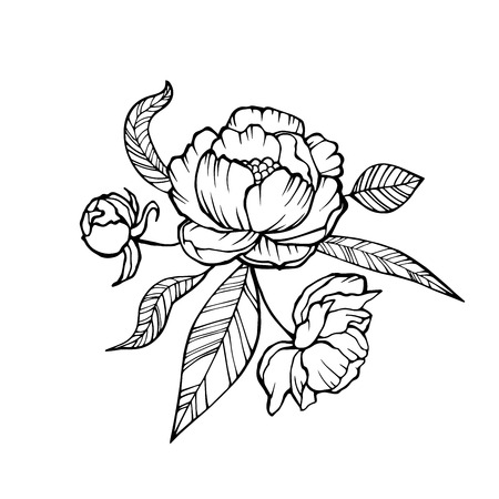 vector peony coloring book page for adults hand drawn artwork