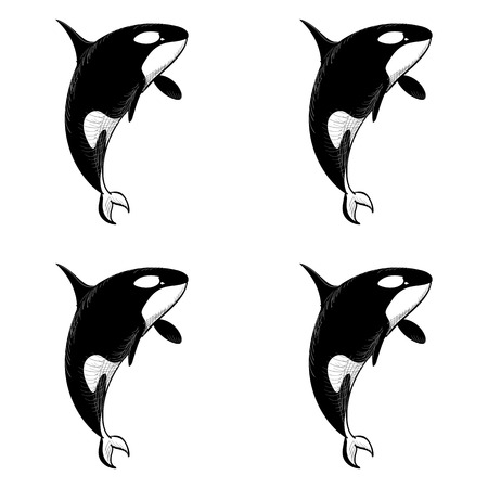 白と黒のジンベイザメのイラスト素材 ベクタ Image