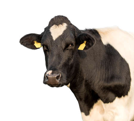 Cow Portrait On Isolated White Background