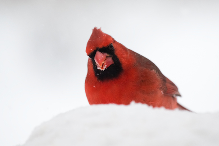illinois state bird stock photos royalty free illinois state bird