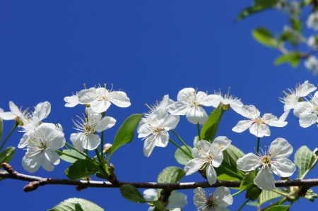Peach flower: Cherry Blossom against the blue sky in the spring
