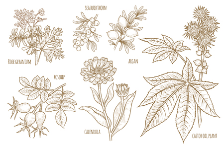 Download Castor Oil Stock Illustrations Cliparts And Royalty Free Castor Oil Vectors PSD Mockup Templates