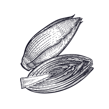 ほうれん草 キッチンデザインのために分離された野菜 食品のベクトルイラスト 手描き方ヴィンテージ彫刻 白黒のイラスト素材 ベクタ Image ほうれん草 キッチンデザインのために分離された野菜 食品のベクトルイラスト 手描き方ヴィンテージ彫刻 白黒のイラスト素材 ベクタ Image