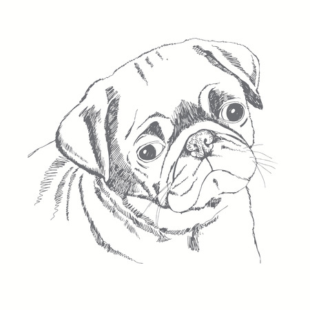 パグ犬の顔。ベクターの手描きイラスト。スケッチ。のイラスト