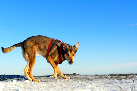 中型犬 雑種犬雪で遊ぶ 青空の背景です 冬景色 雪の岩の上 周りの針葉樹林 氷の道の Skle 予定 テレマークの自治体 ノルウェー南東部の地域 スカゲラク海峡海岸 の写真素材 画像素材 Image